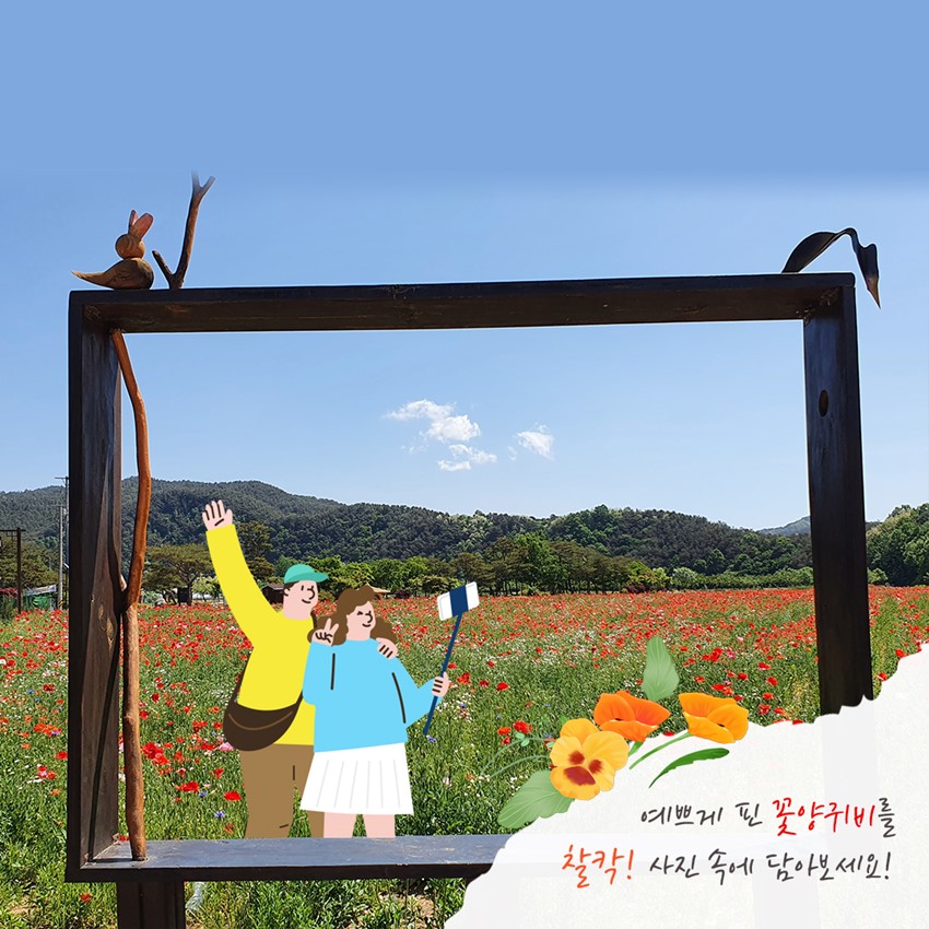 3.회룡포에 핀 울긋불긋 꽃양귀비 푸른빛 수레국화 보러 오세요!
